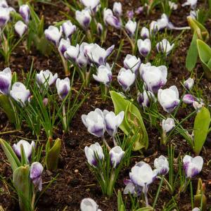 Crocus Prins Claus (x20)